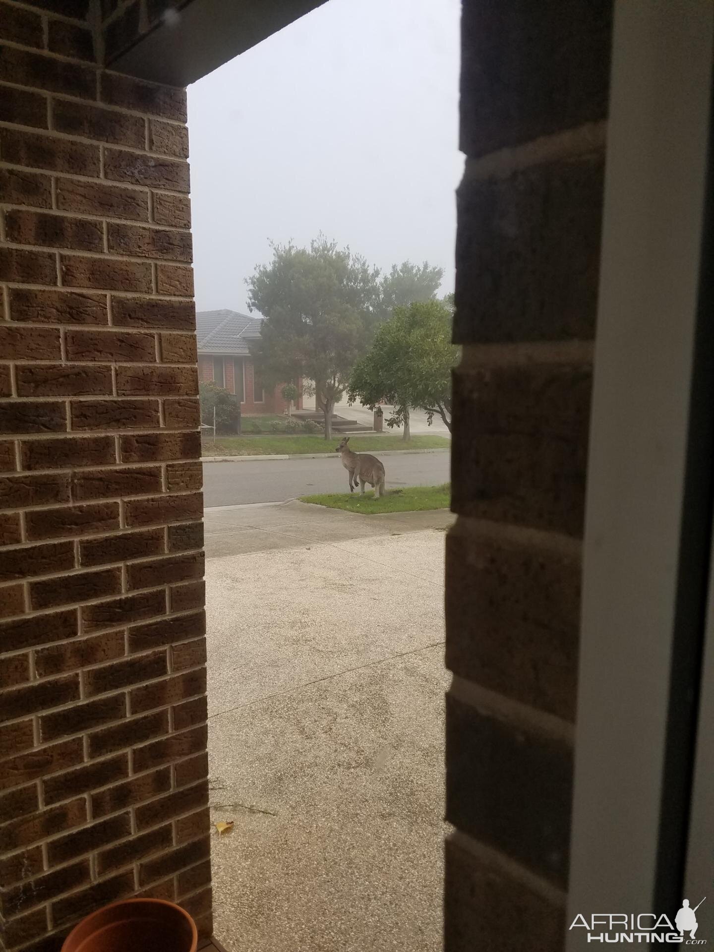 Wild Kangaroo in Southern Australia