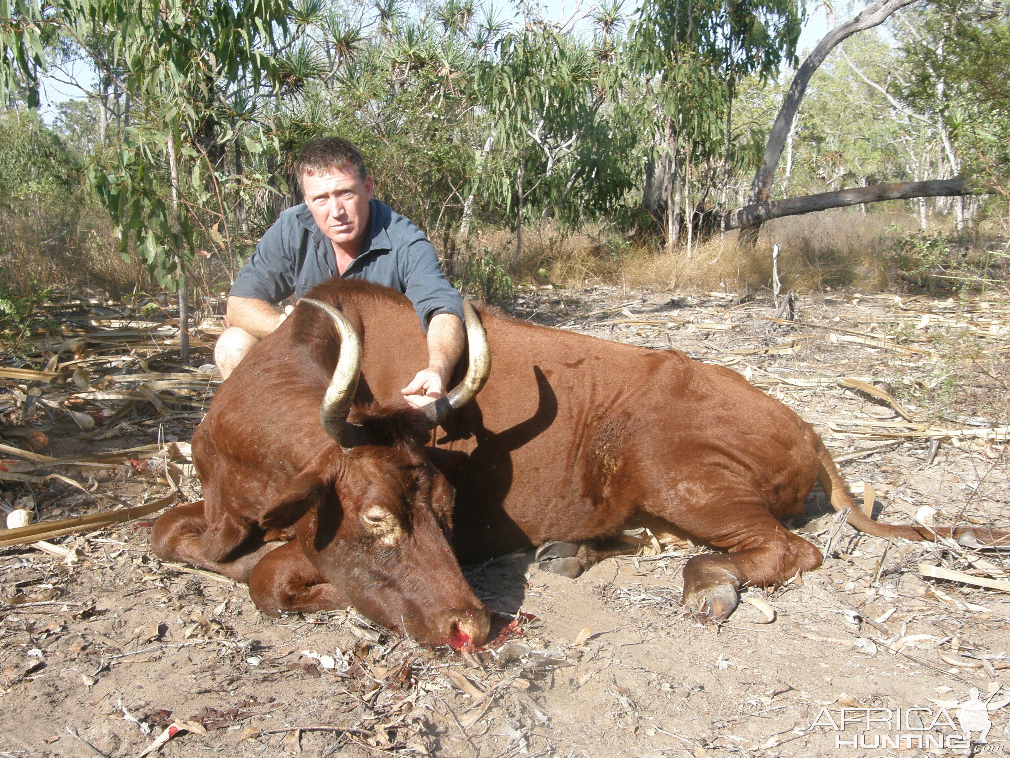 Wild Oxen, Arnhemland, Australia.