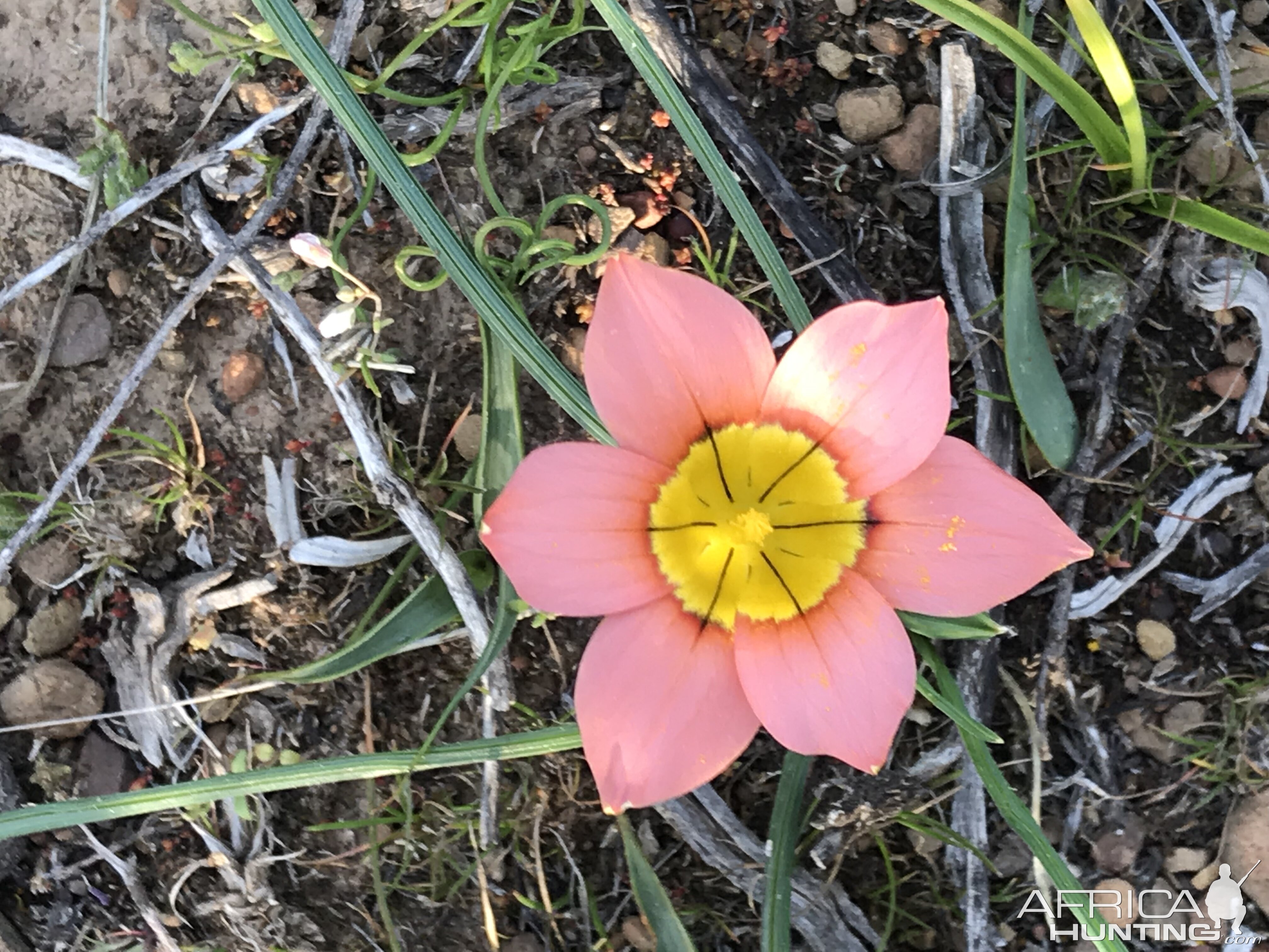 Wild Veld Flowers South Africa