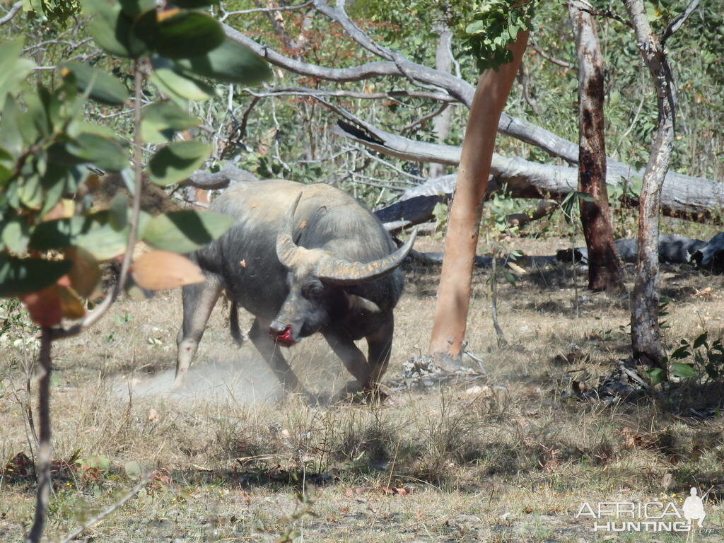 Wild Water Buffalo Australia