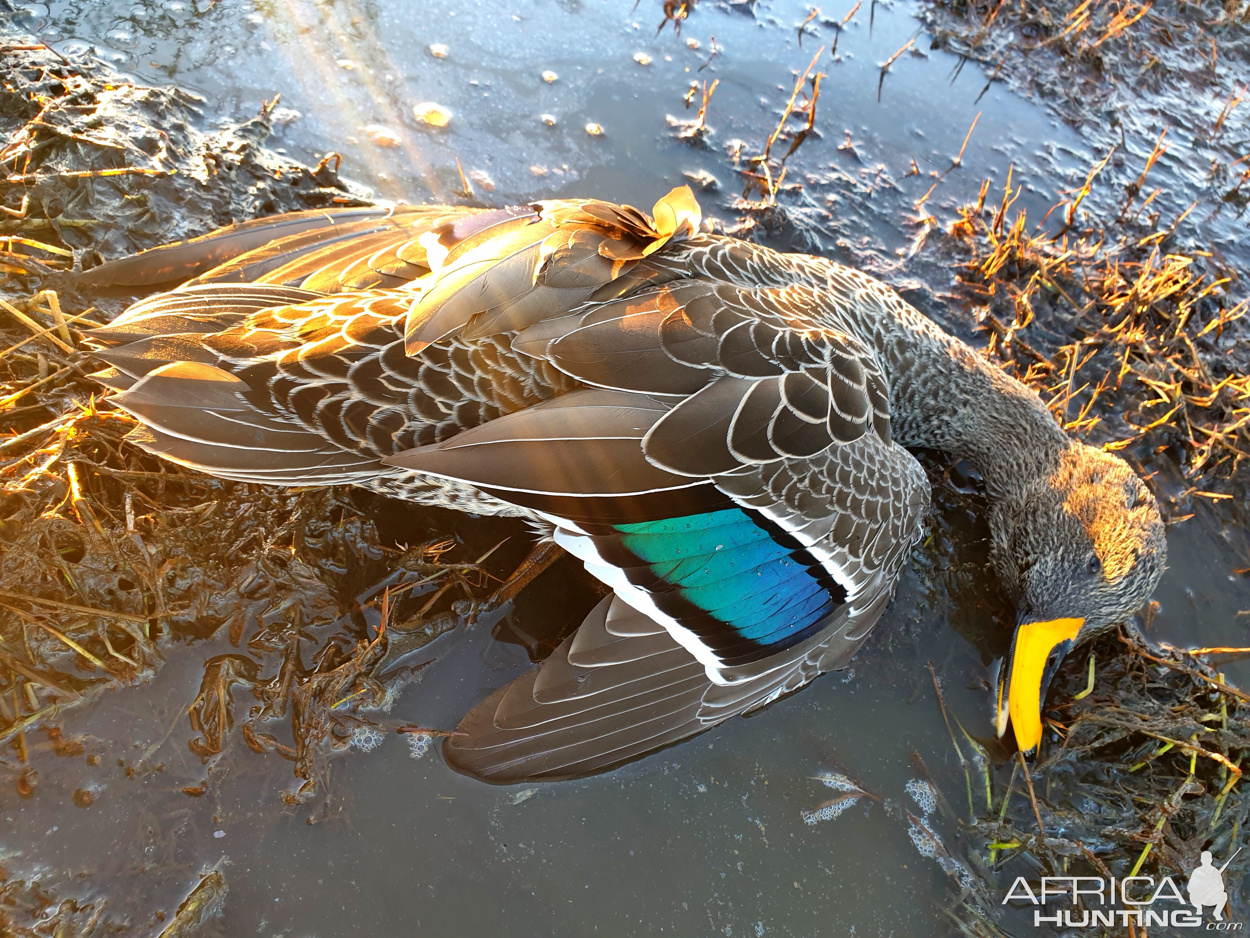 Wild Waterfowl shooting South Africa