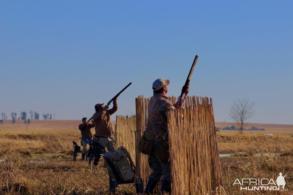 Wild waterfowl shooting South Africa