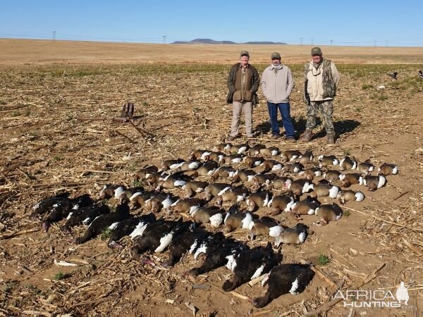 Wild Waterfowl South Africa