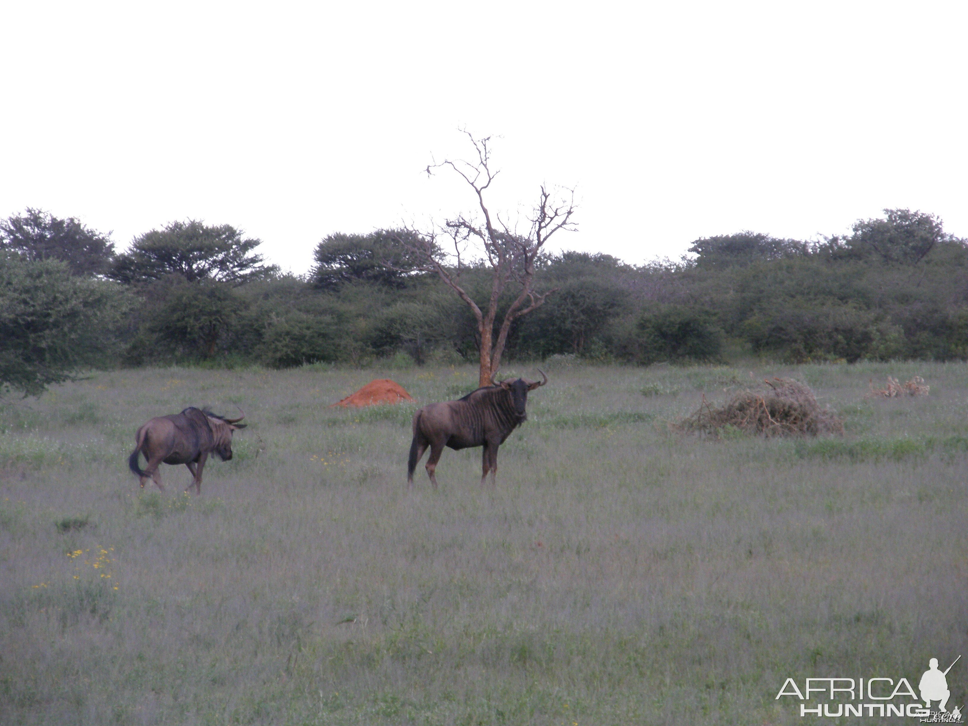 Wildebeest Namibia