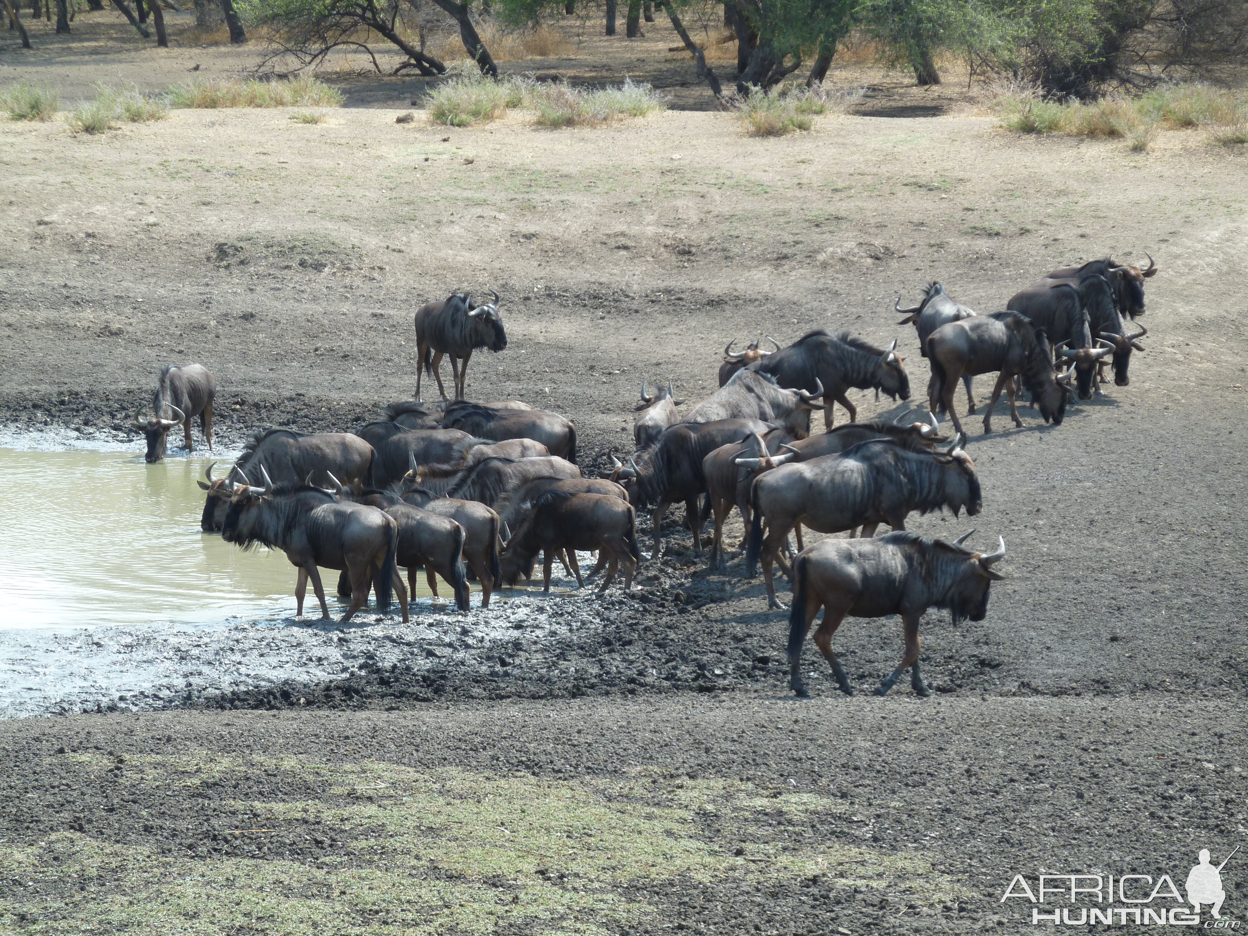 Wildebeest Namibia