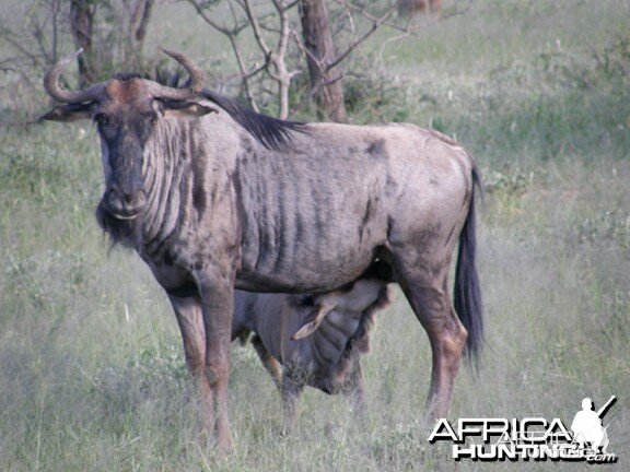 Wildebeest Namibia