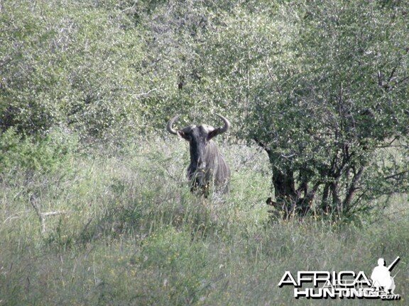 Wildebeest Namibia