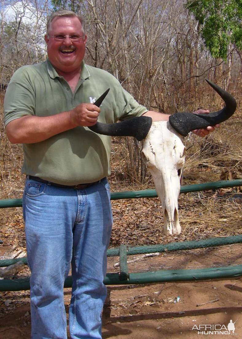 Wildebeest Skull