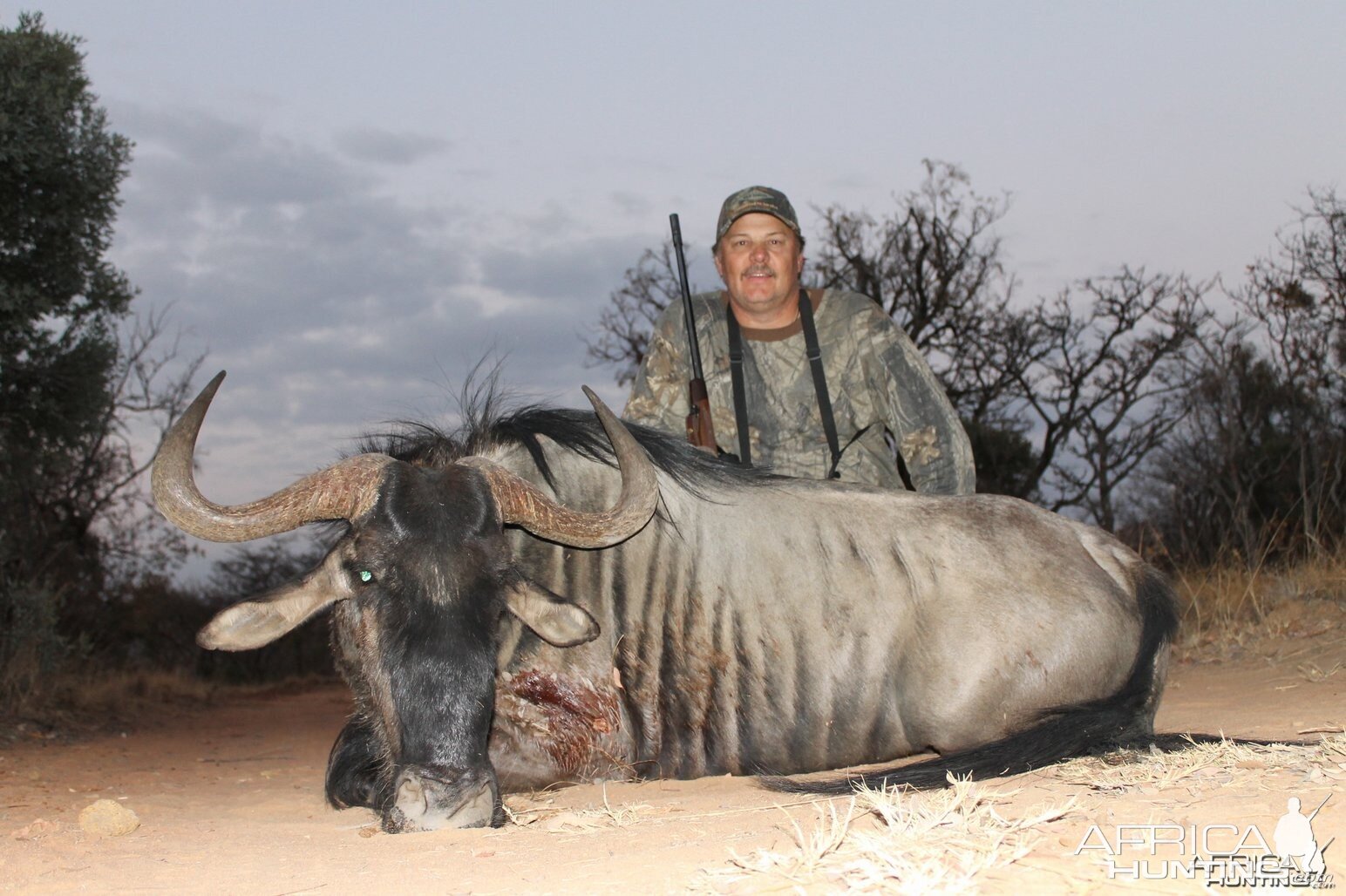 Wildebeest