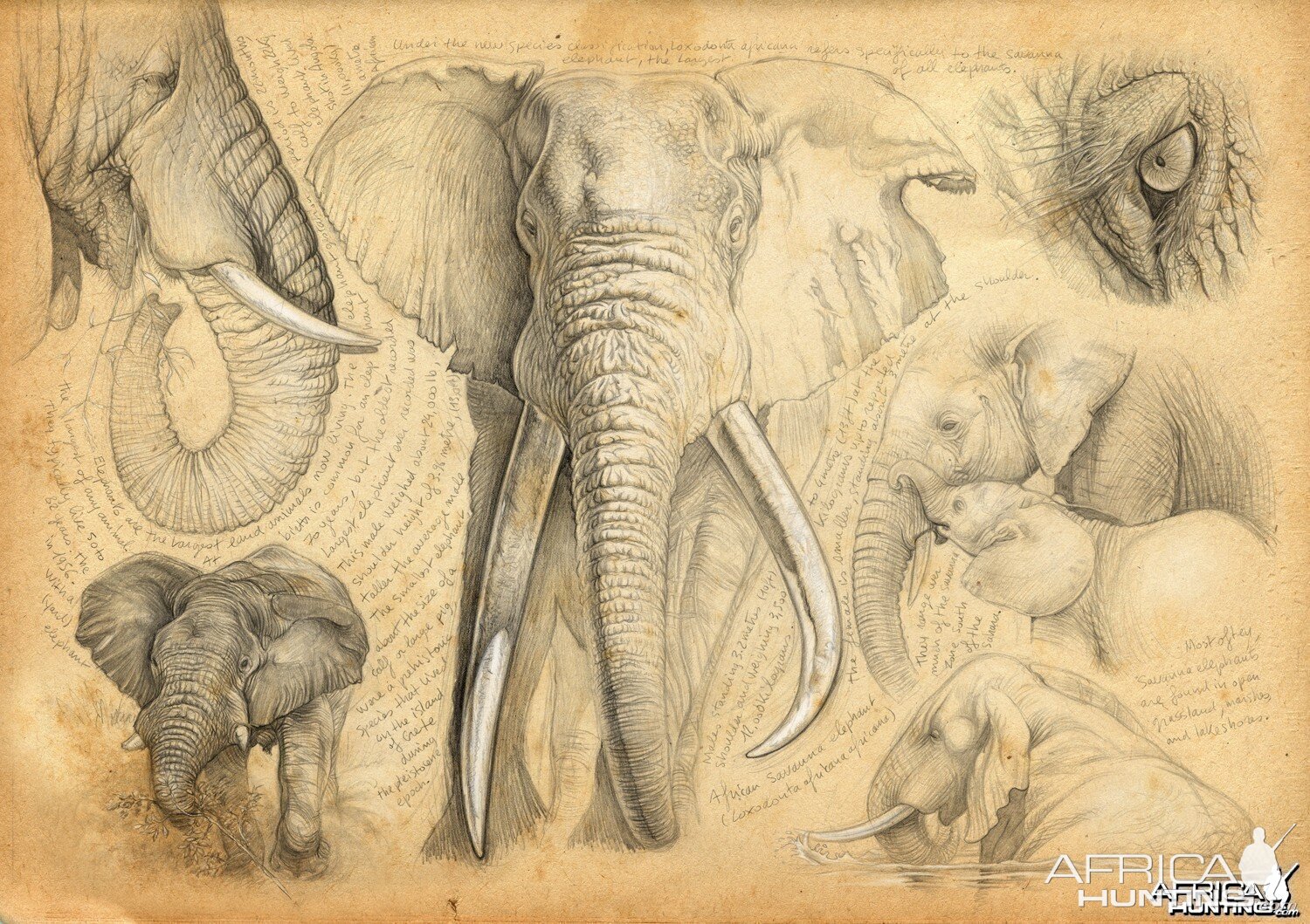 Wildlife Artist Marcello Pettineo - Elephant