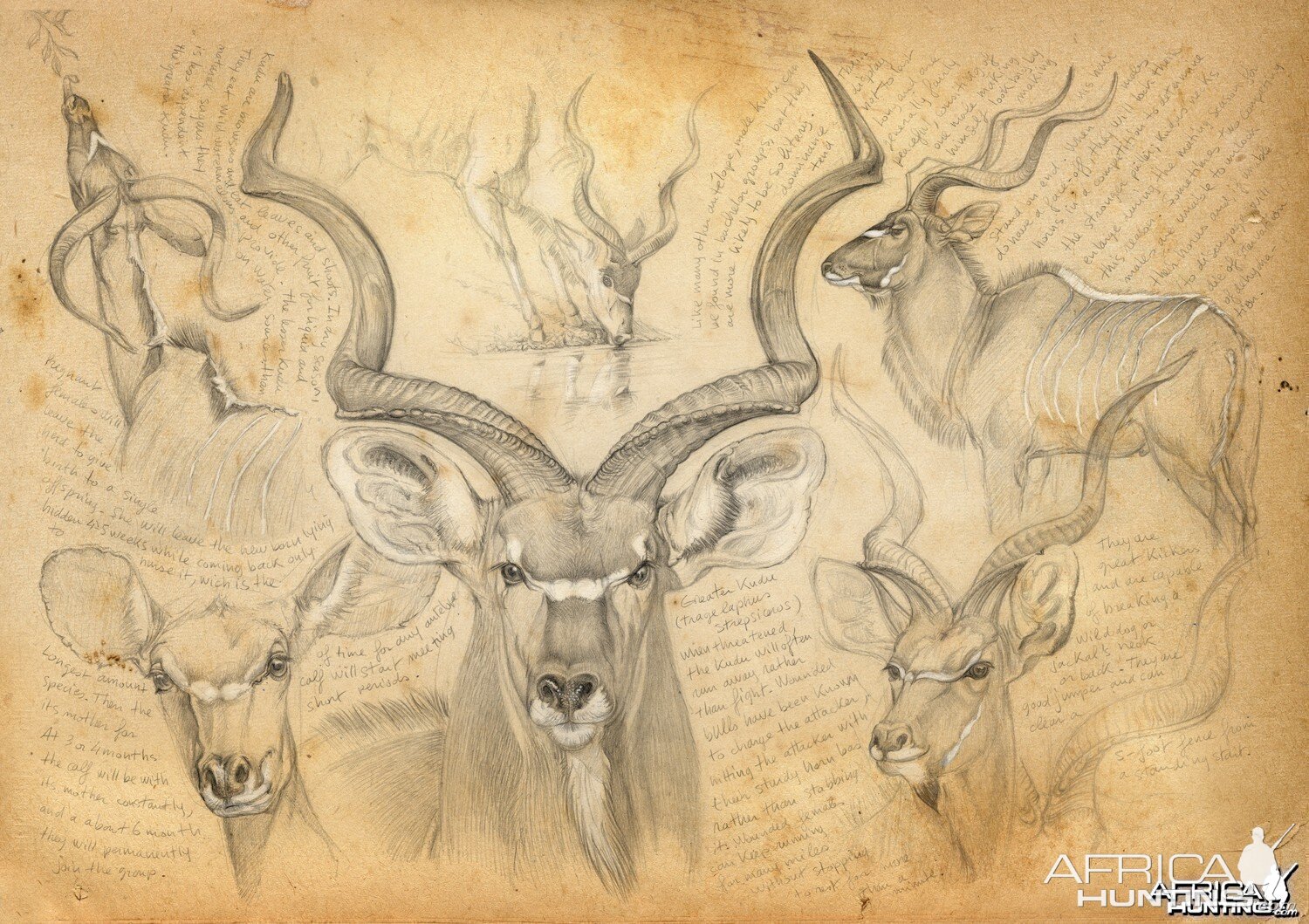 Wildlife Artist Marcello Pettineo - Kudu