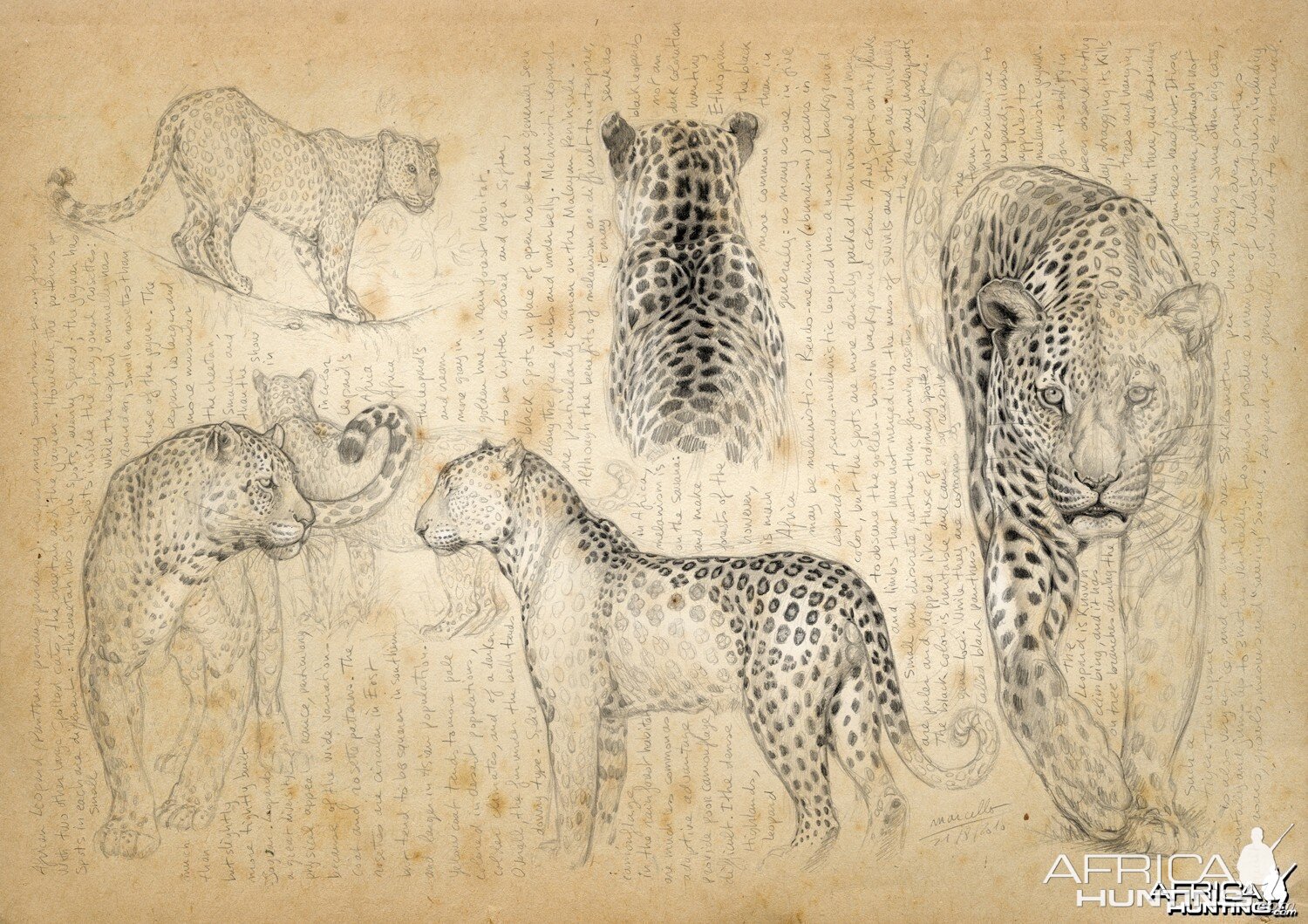 Marcello Pettineo зарисовки животных
