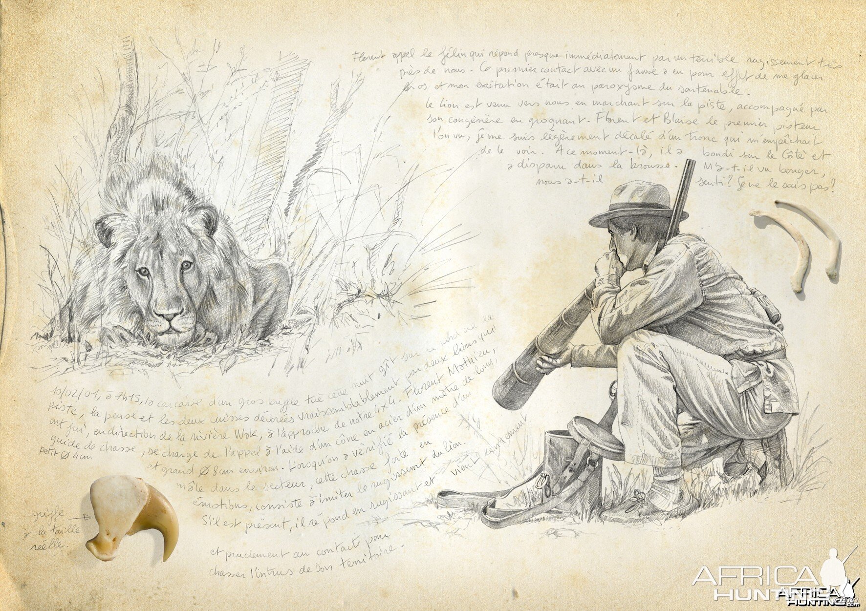 Wildlife Artist Marcello Pettineo - Lion Calling