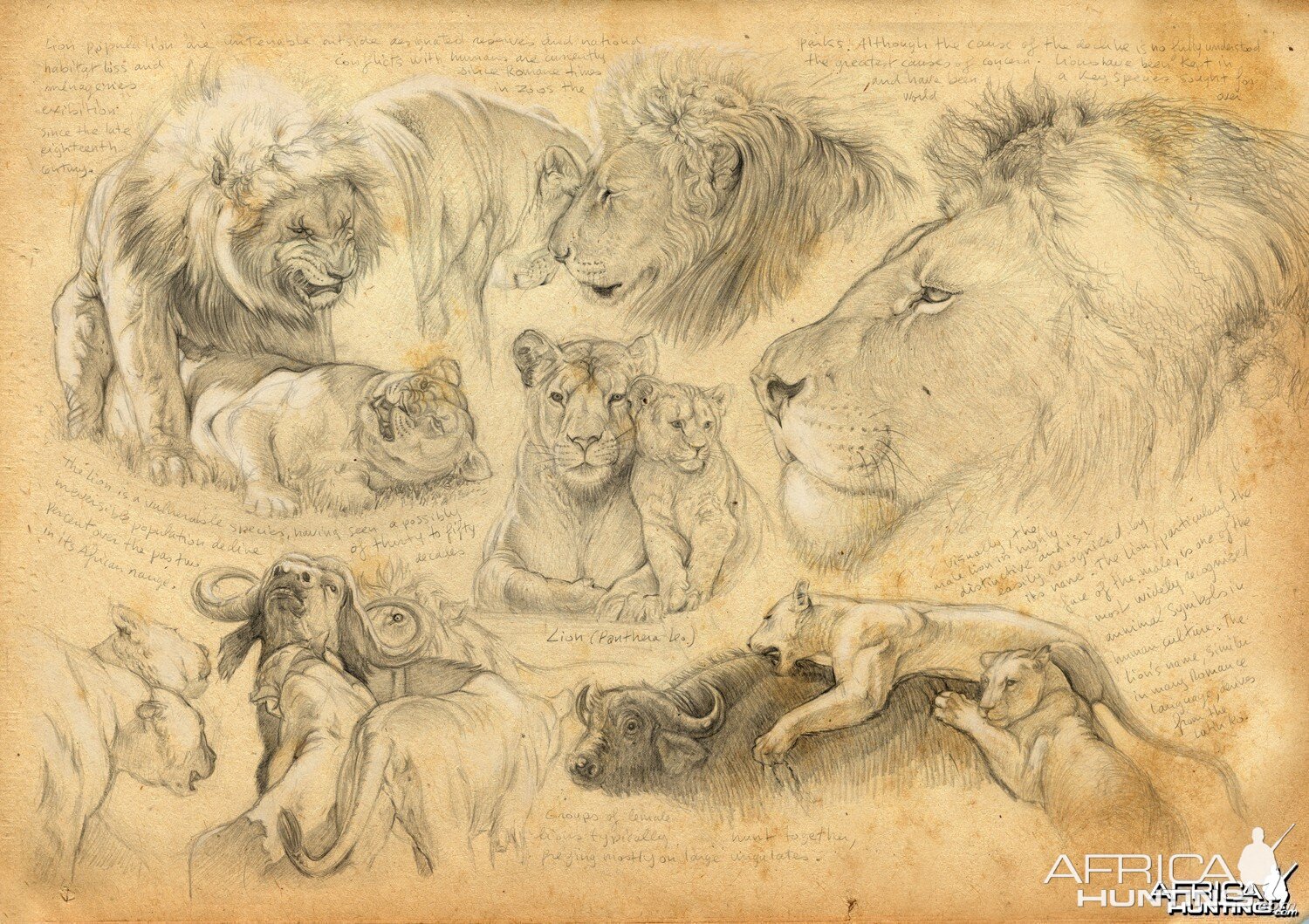 Wildlife Artist Marcello Pettineo - Lion