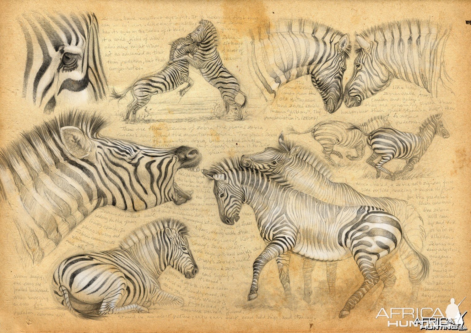 Wildlife Artist Marcello Pettineo - Zebra