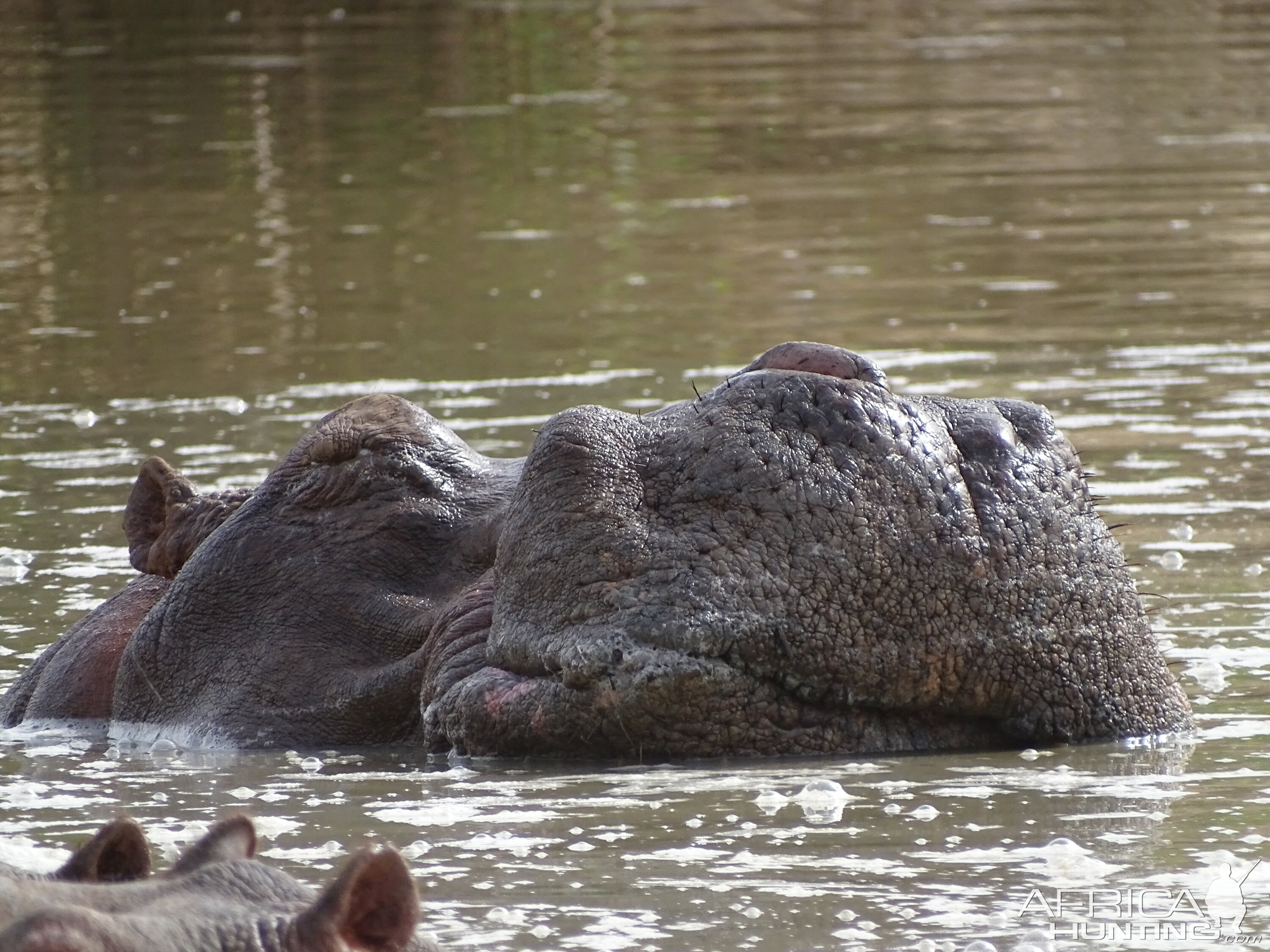 Wildlife Benin Hippo