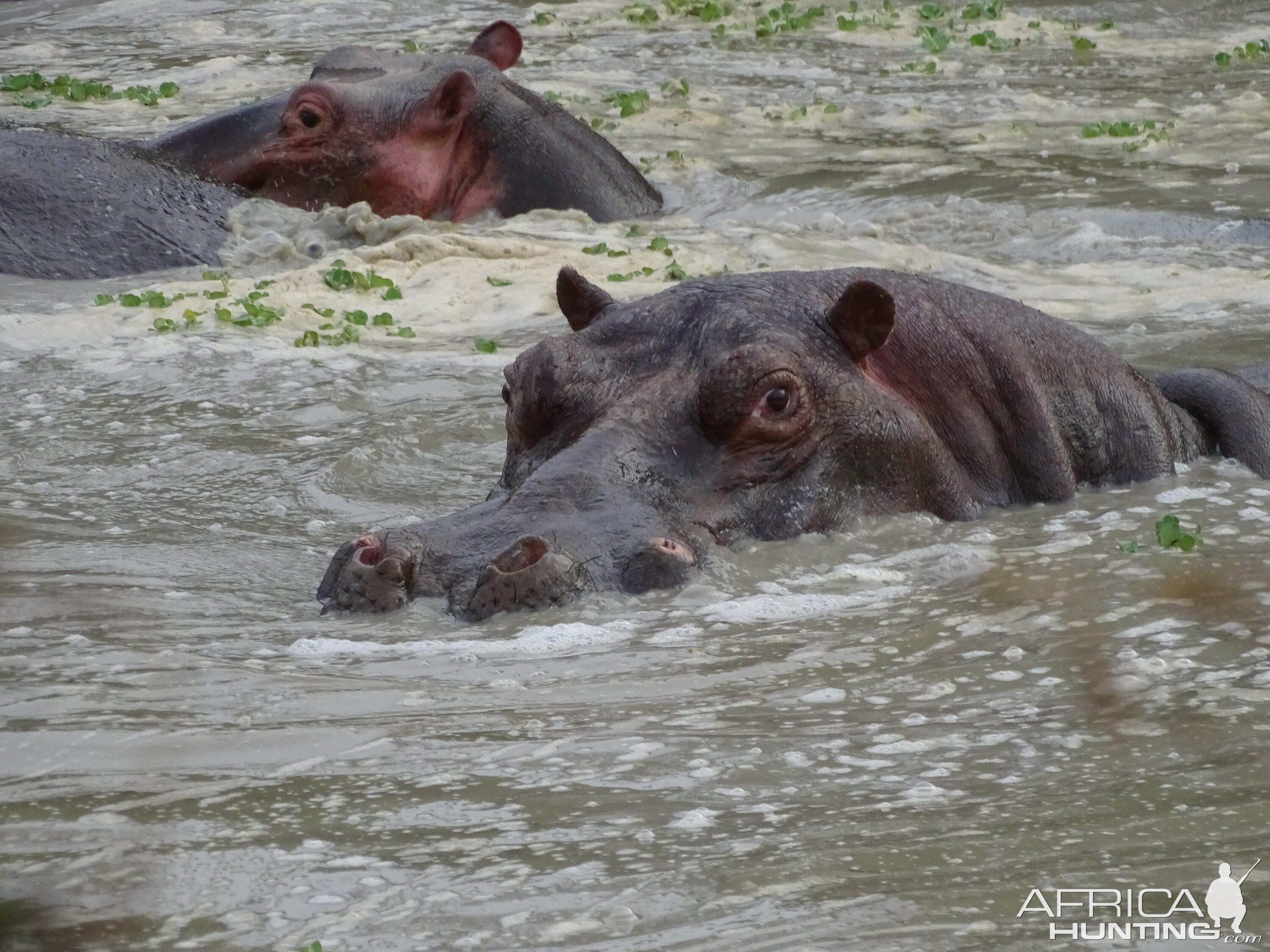 Wildlife Benin Hippo