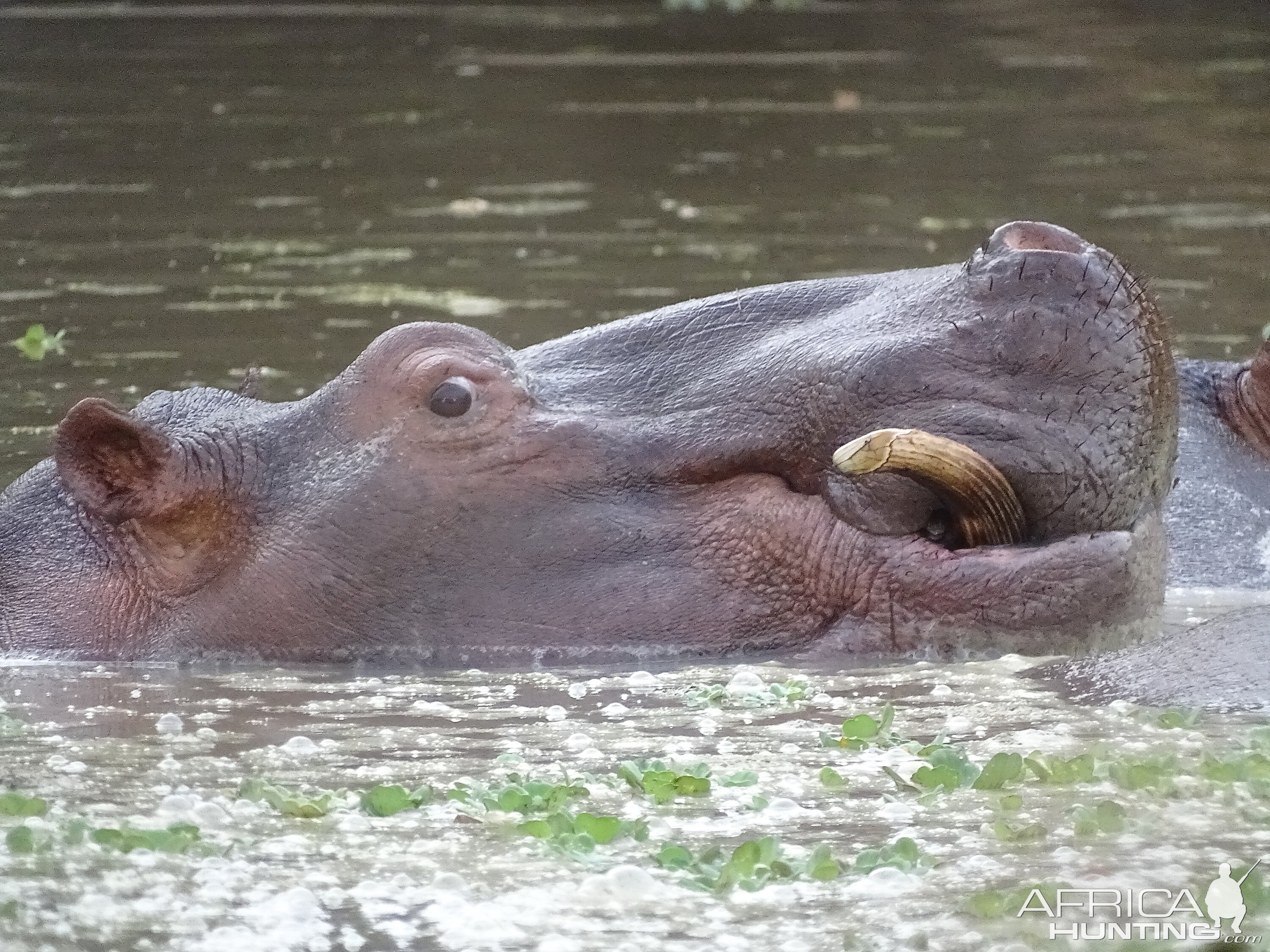 Wildlife Benin Hippo