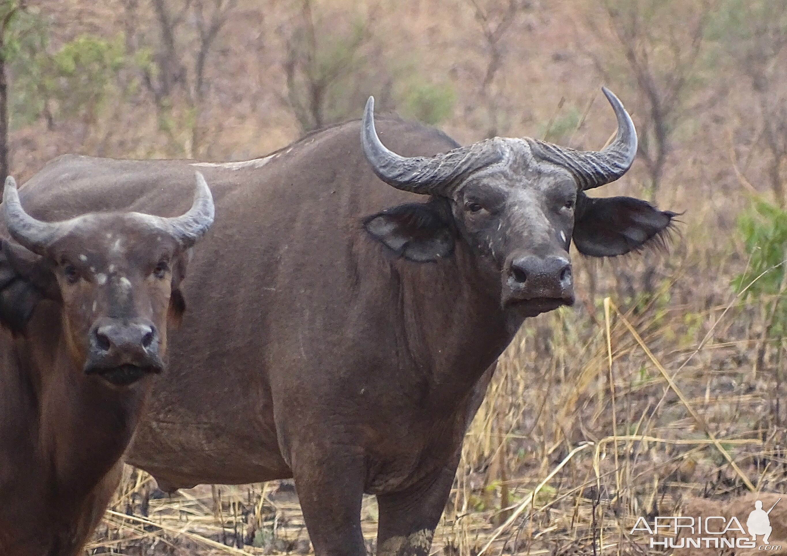 Wildlife Benin West African Savanna Buffalo