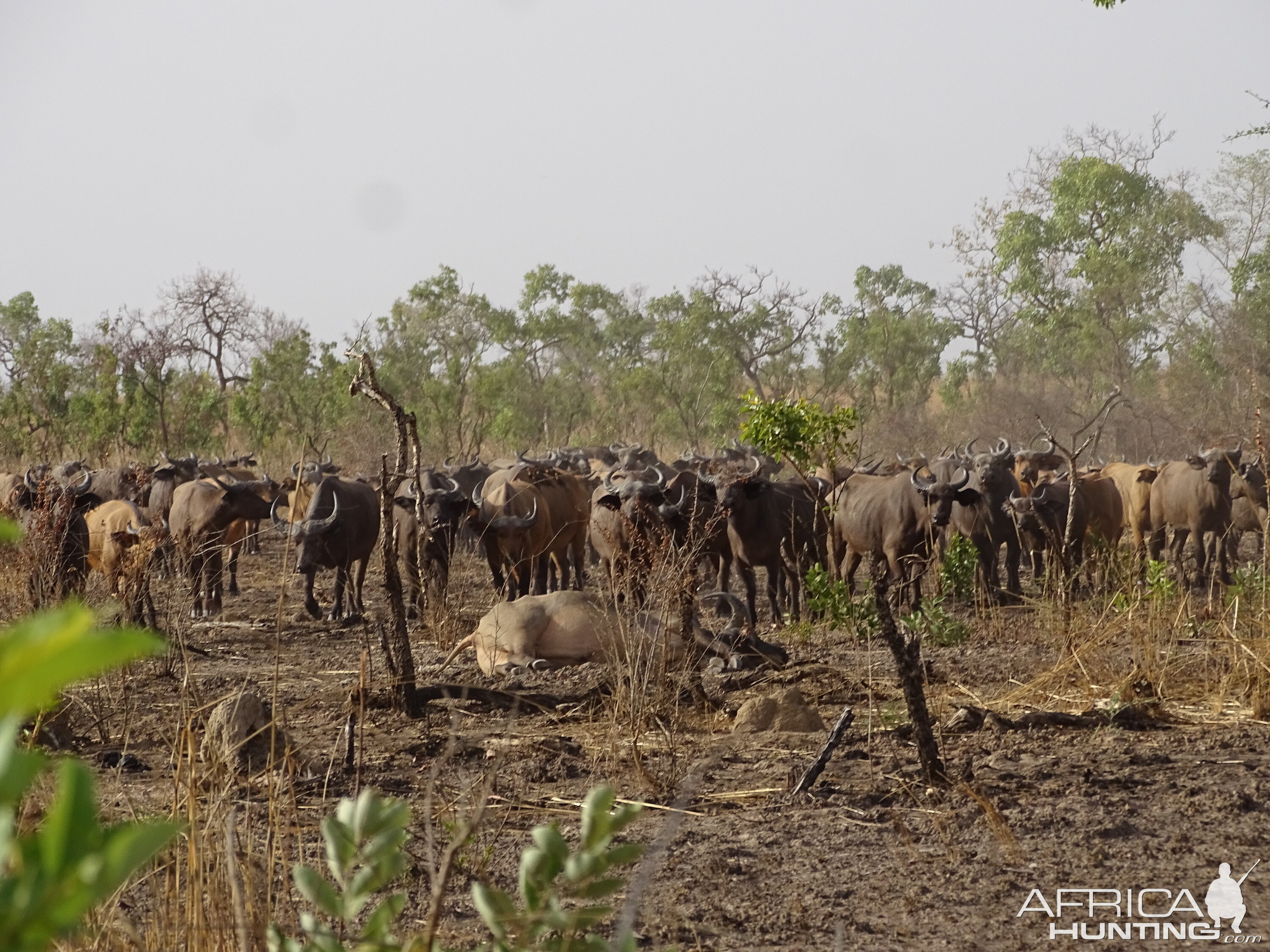 Wildlife Benin West African Savanna Buffalo