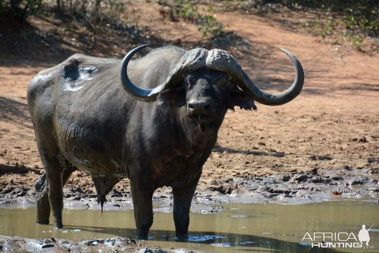 Wildlife Buffalo