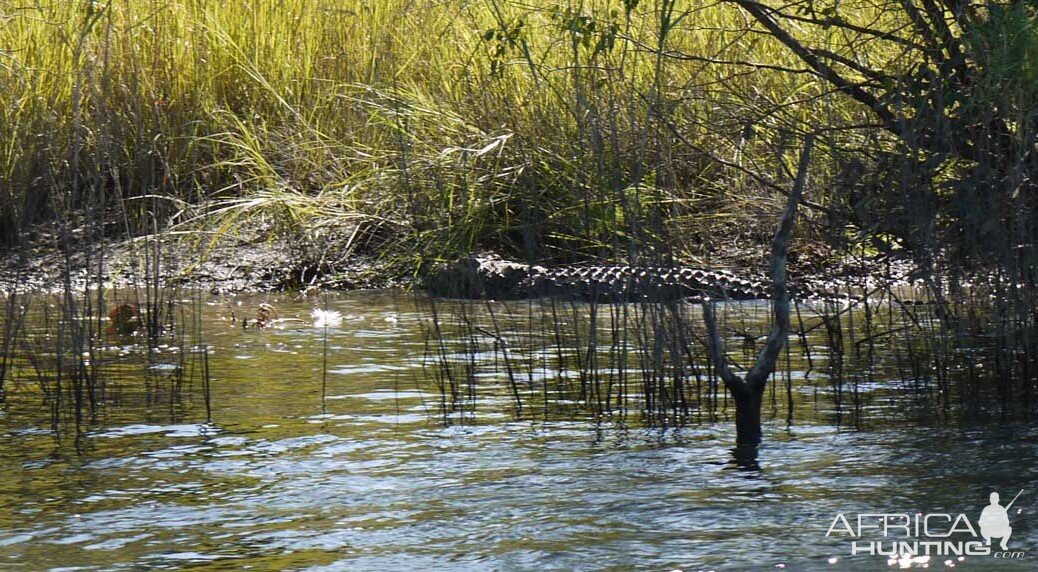 Wildlife Crocodile Zambia
