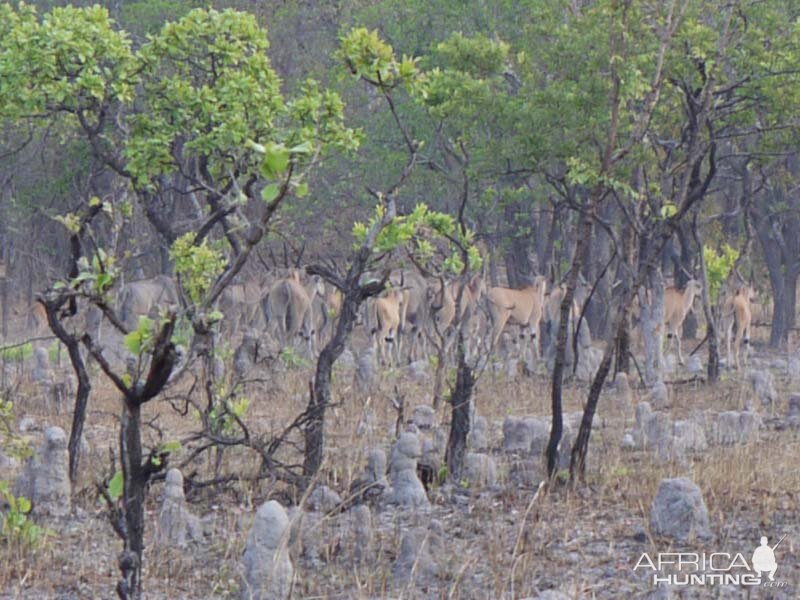 Wildlife Eland Zambia