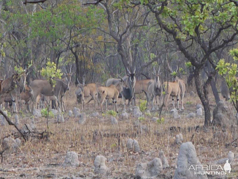 Wildlife Eland Zambia