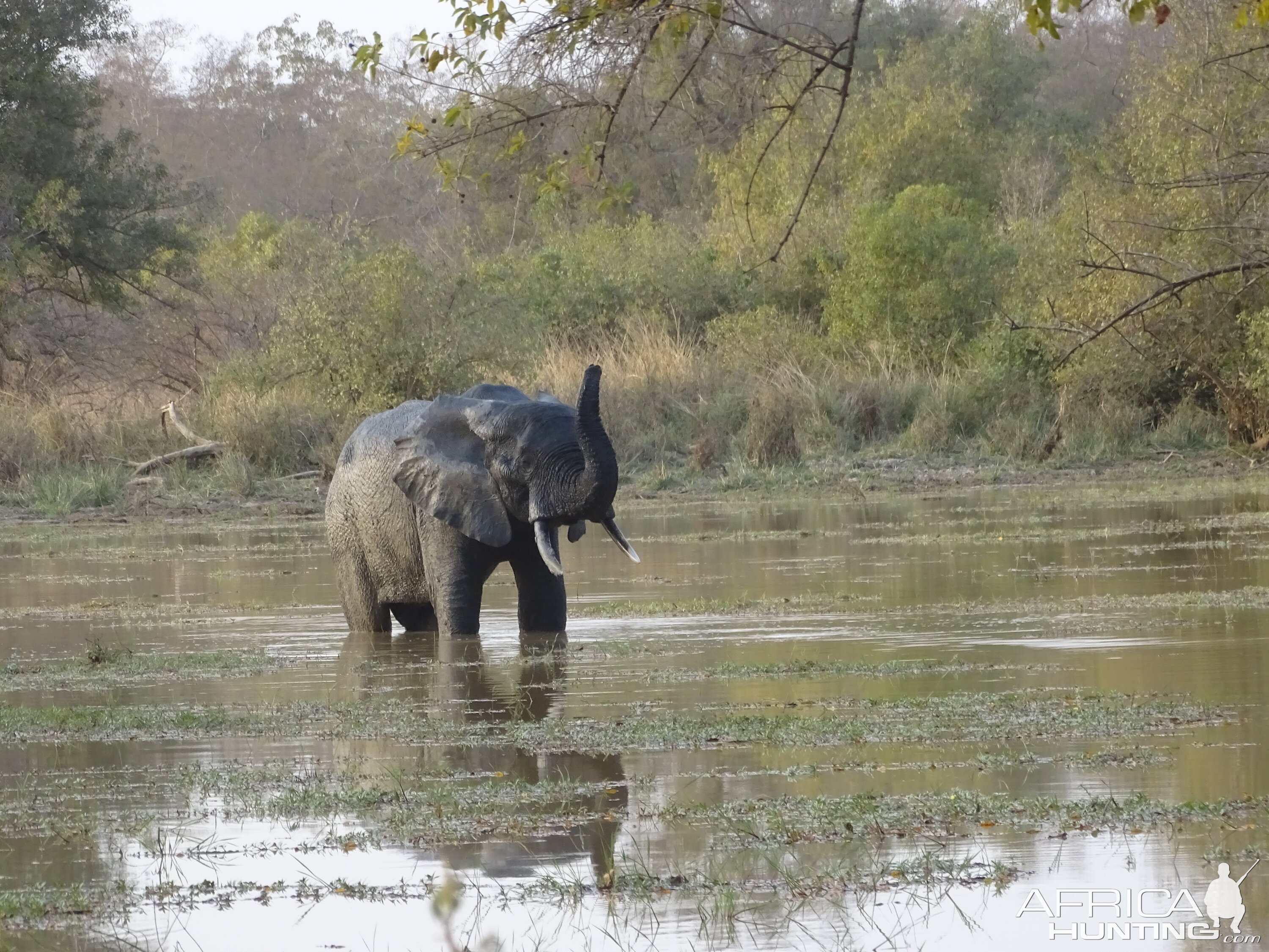 Wildlife Elephant Benin