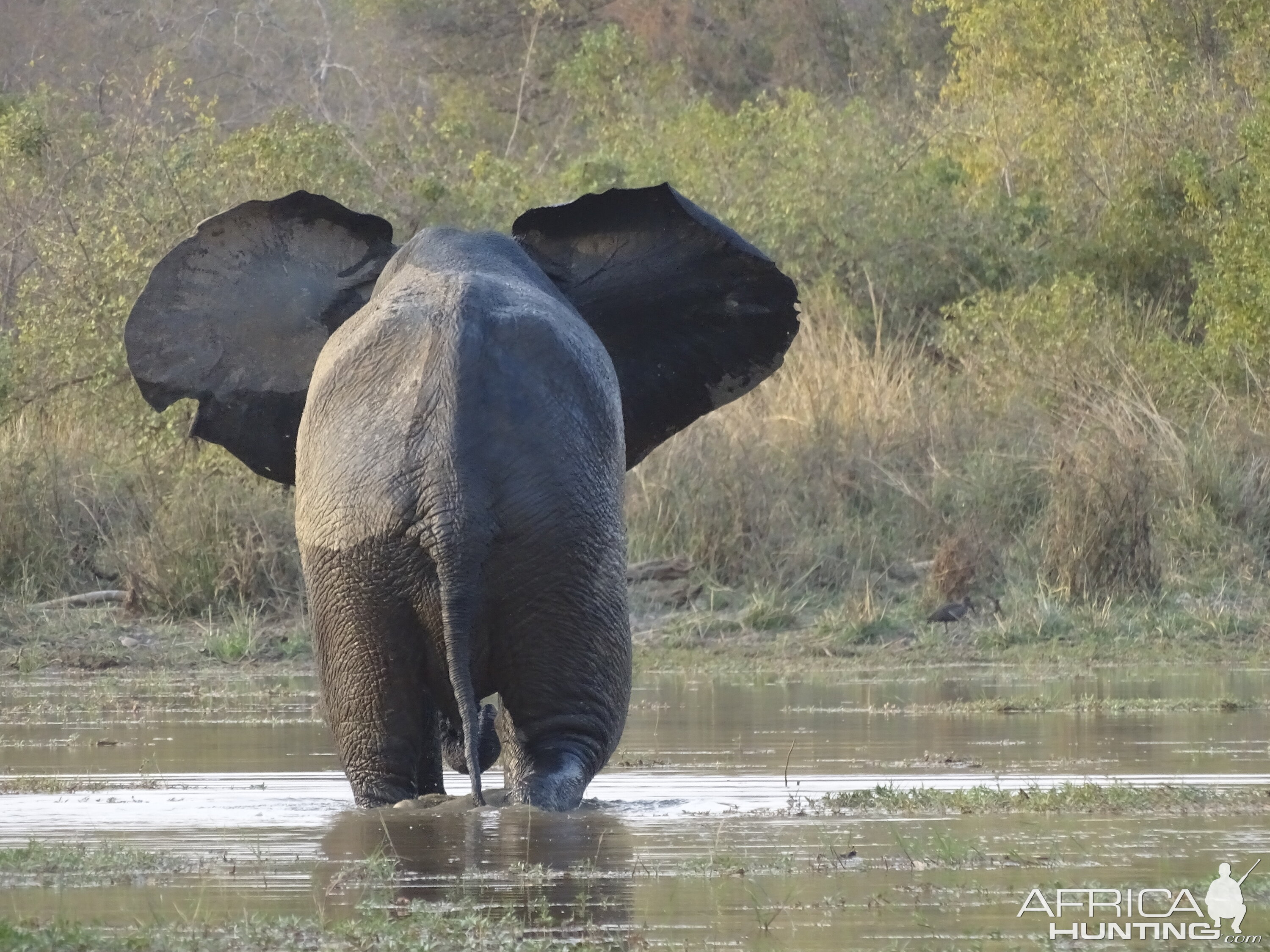 Wildlife Elephant Benin