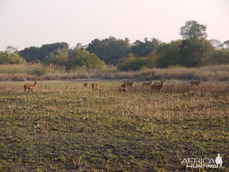 Wildlife Kob Zambia