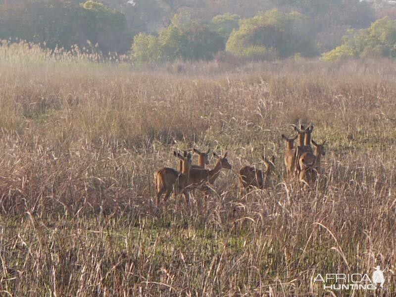 Wildlife Kob Zambia