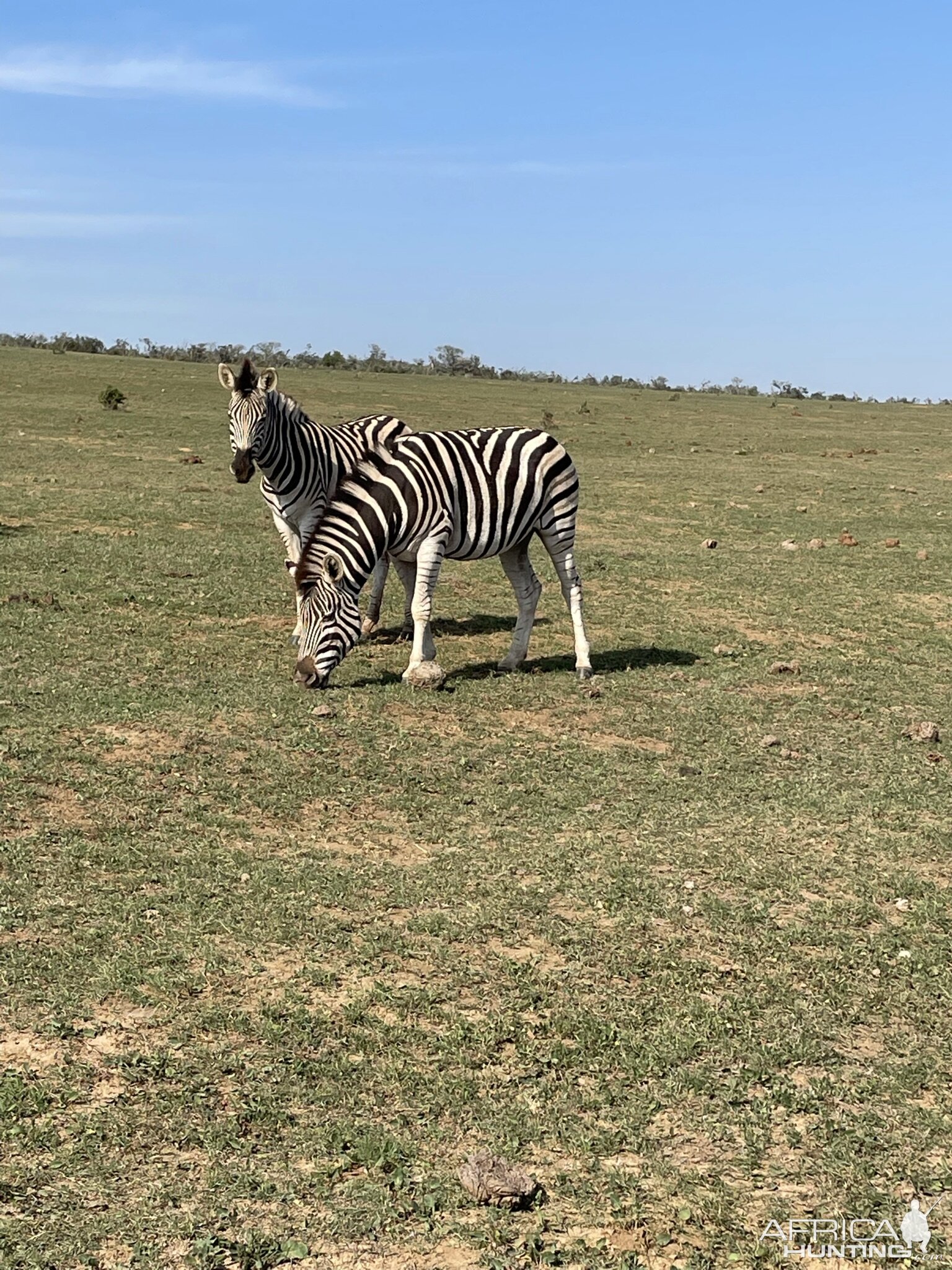 Wildlife South Africa