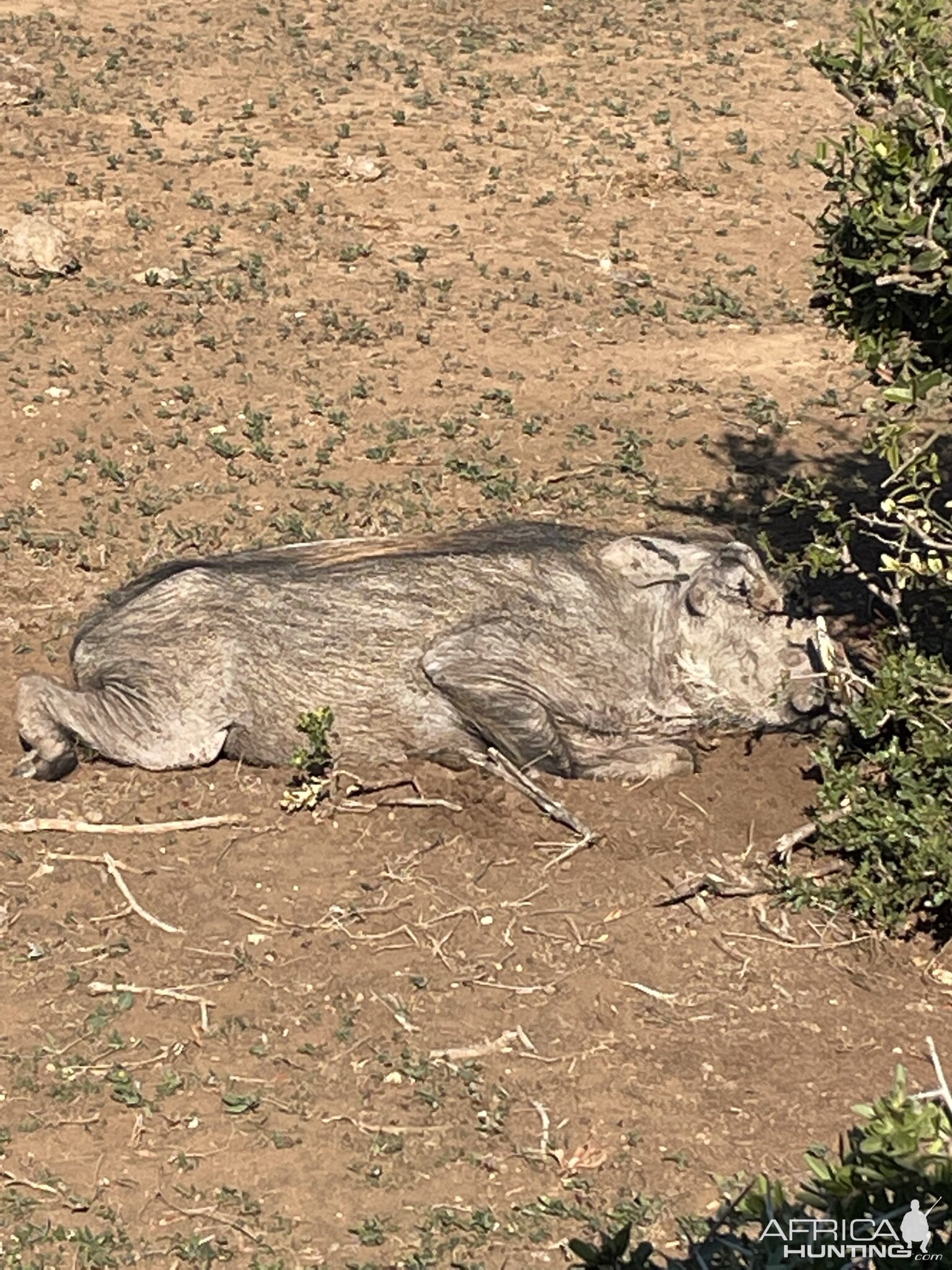 Wildlife South Africa