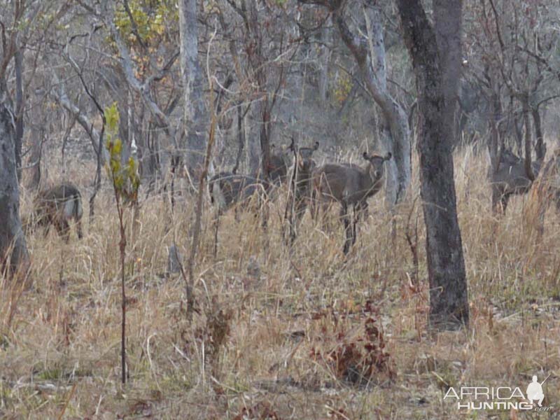 Wildlife Waterbuck Zambia