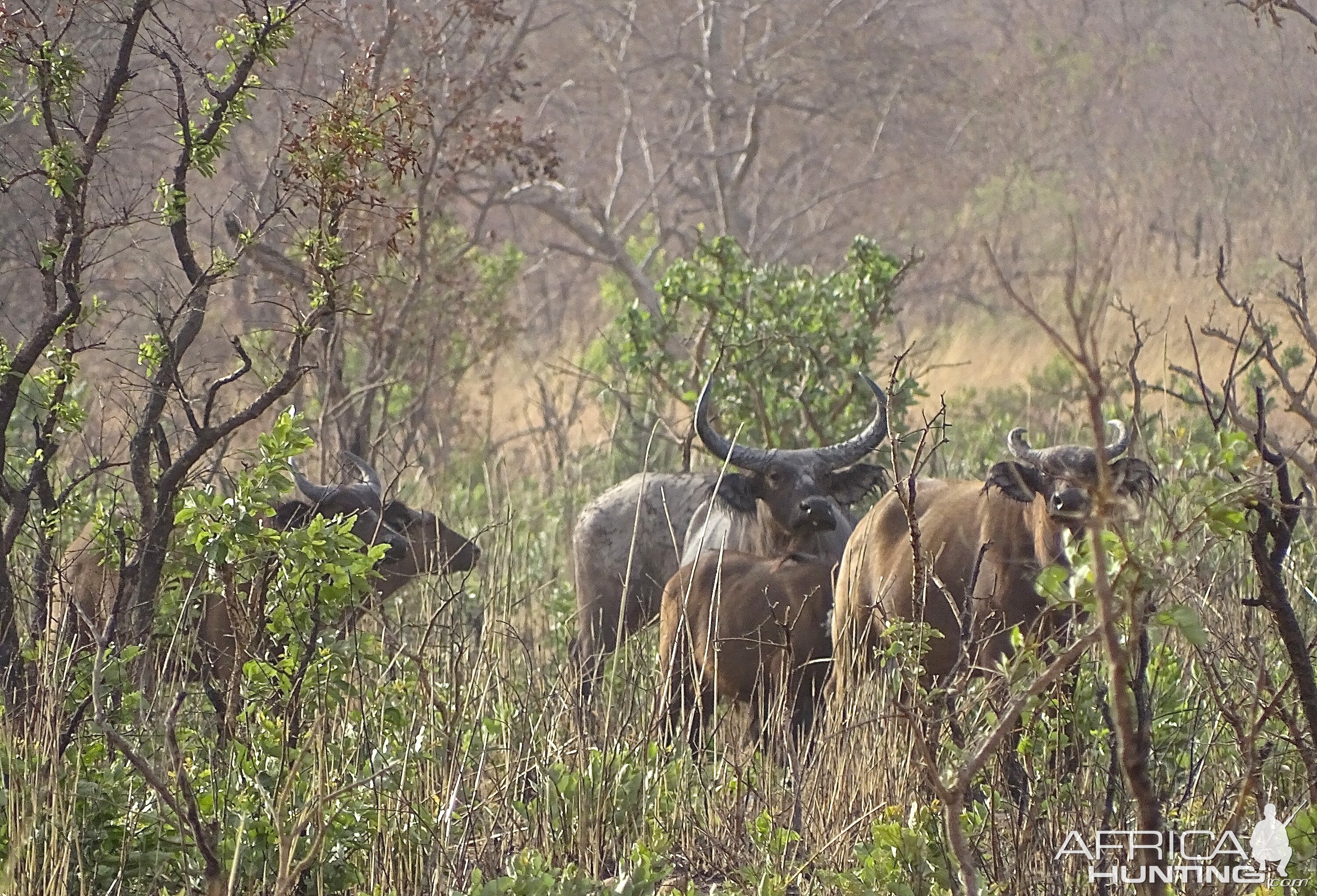 Wildlife West African Svanna Buffalo Benin