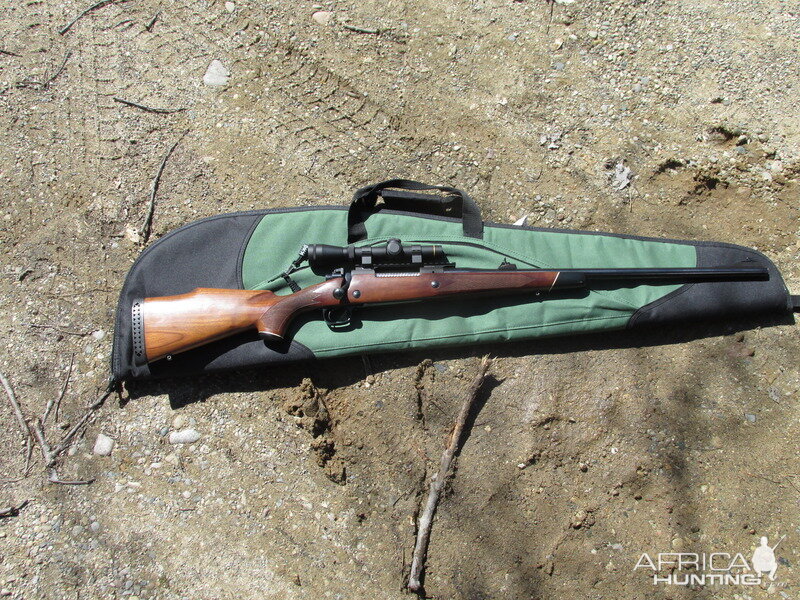 Winchester M70 in 375 H&H Rifle