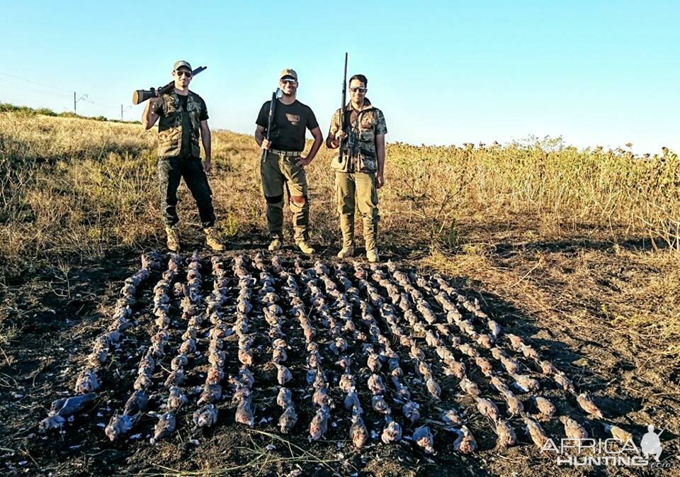 Wing Shooting Dove South Africa