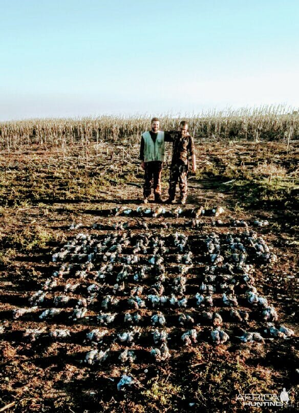 Wing Shooting in South Africa