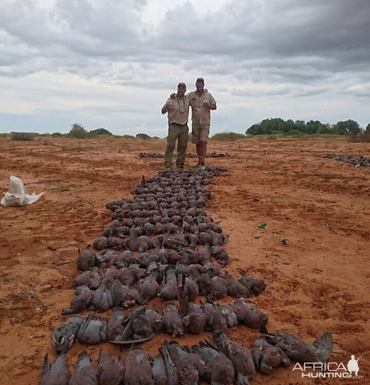 Wing Shooting South Africa