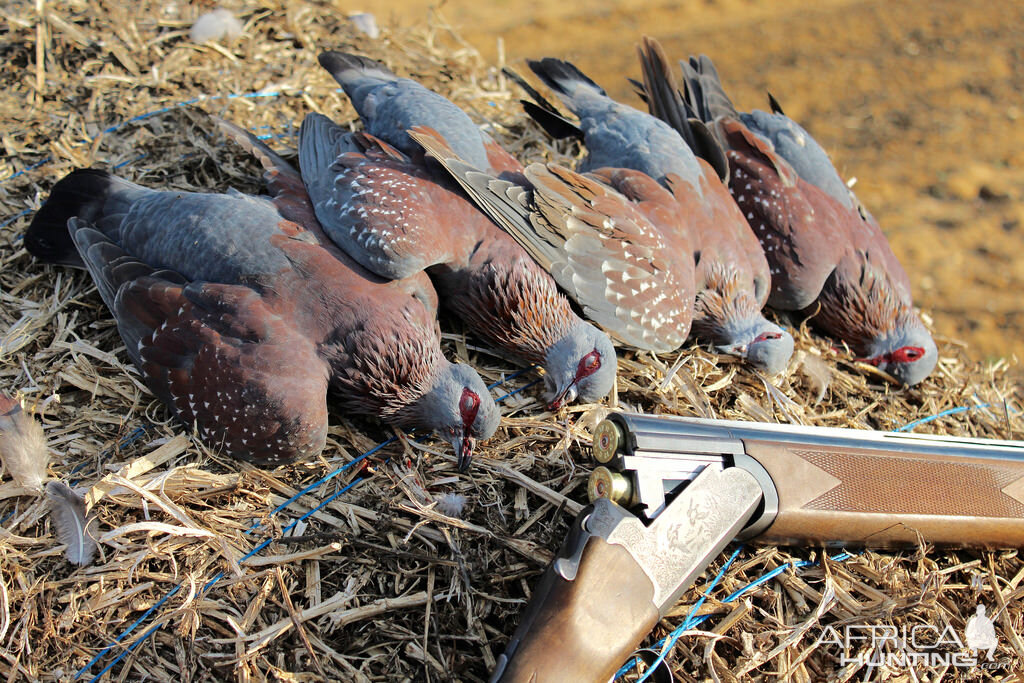 Wing Shooting Speckled Pigeon South Africa