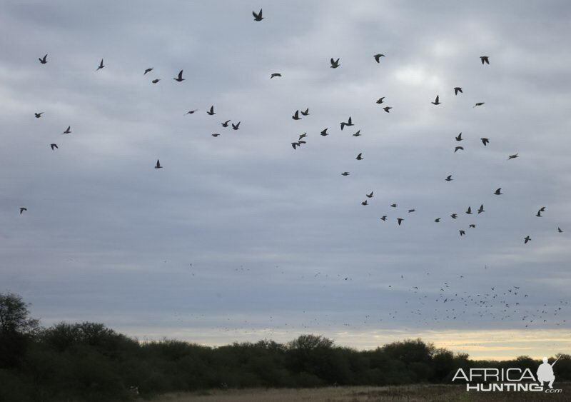 Wingshooting in Argentina