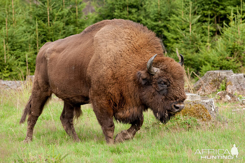 Wisent Bison | AfricaHunting.com