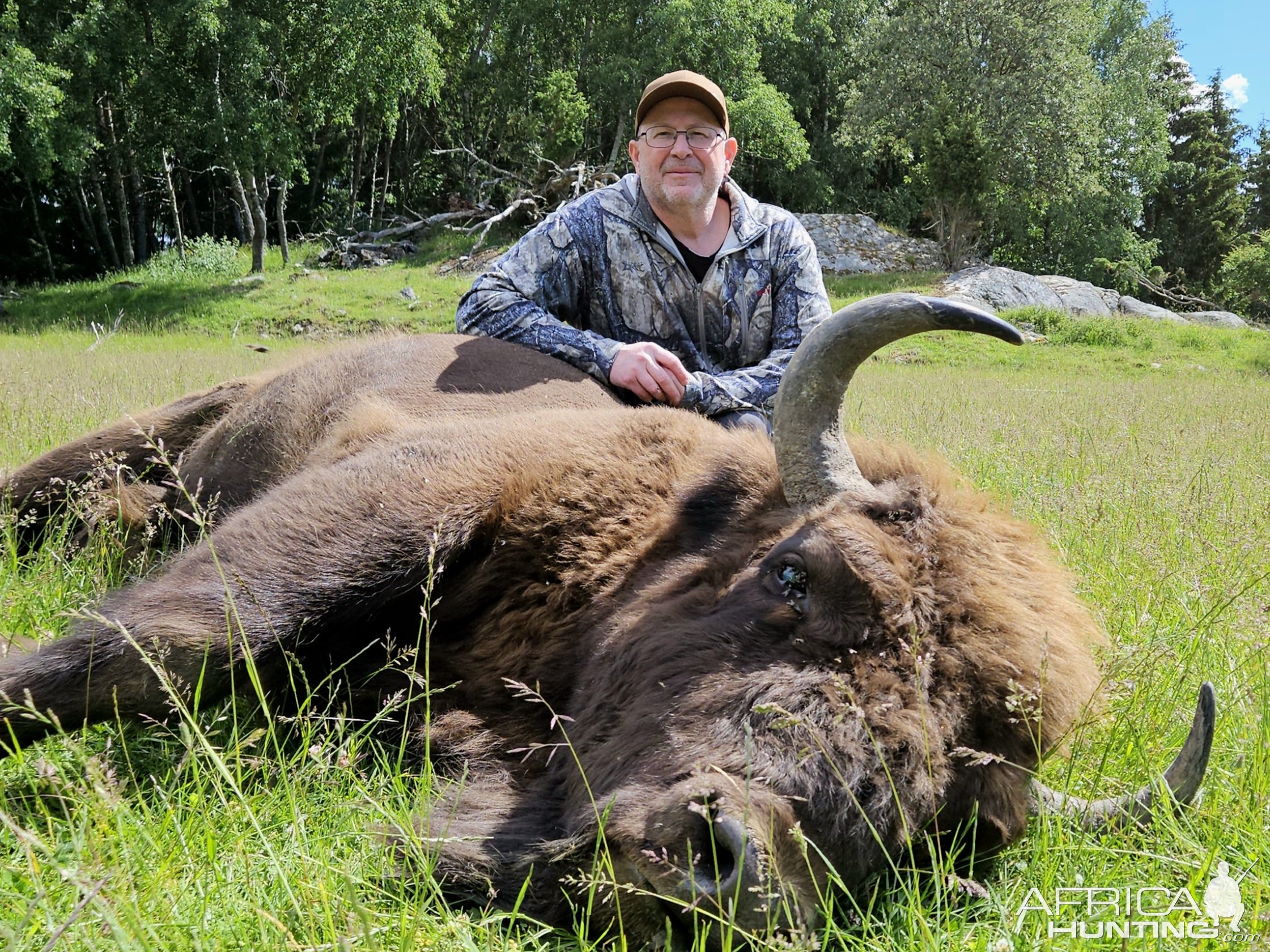 Wisent Hunt Sweden