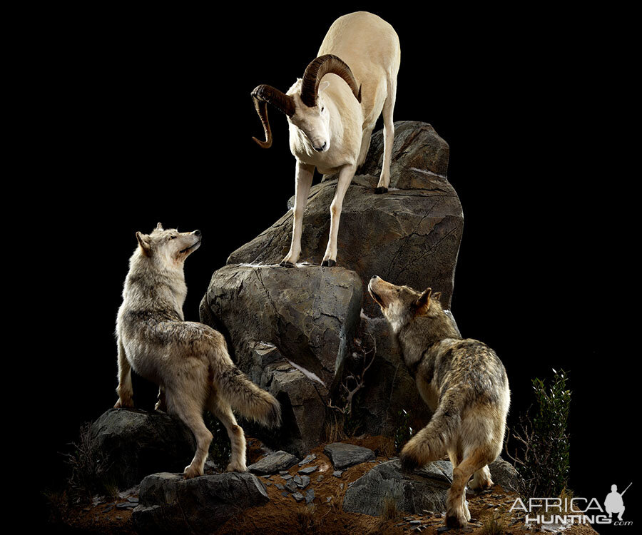 Wolf & Dall Sheep Full Mount Taxidermy