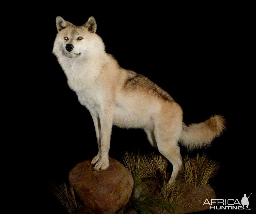 Wolf Full Mount Taxidermy