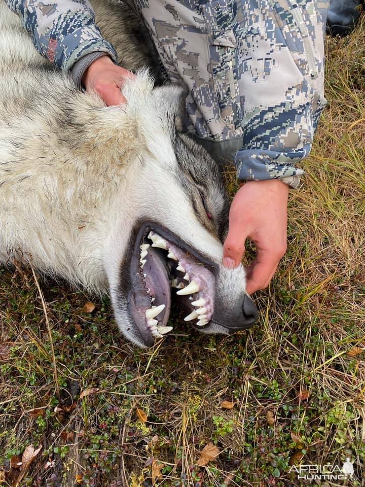 Wolf Hunt Alaska USA