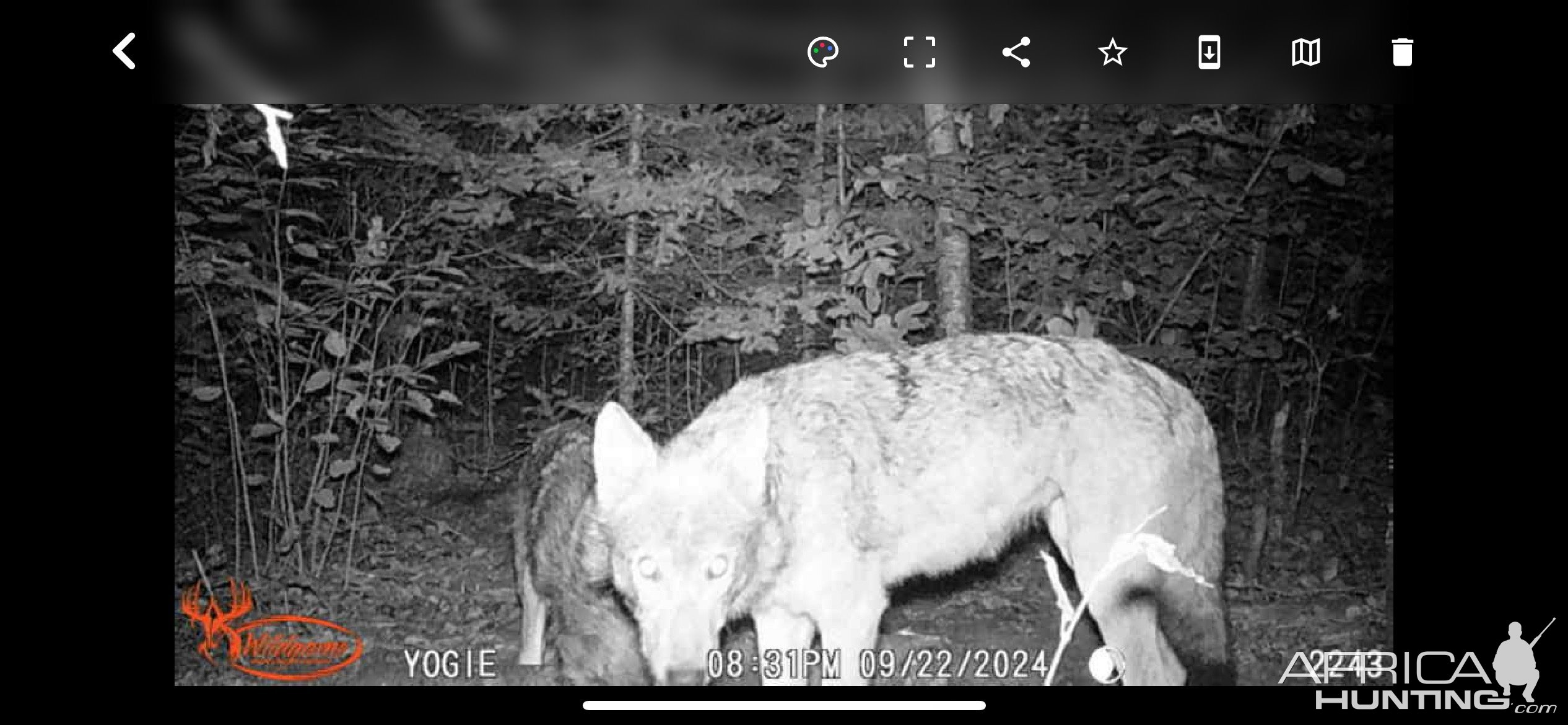 Wolf Trail Camera Minnesota