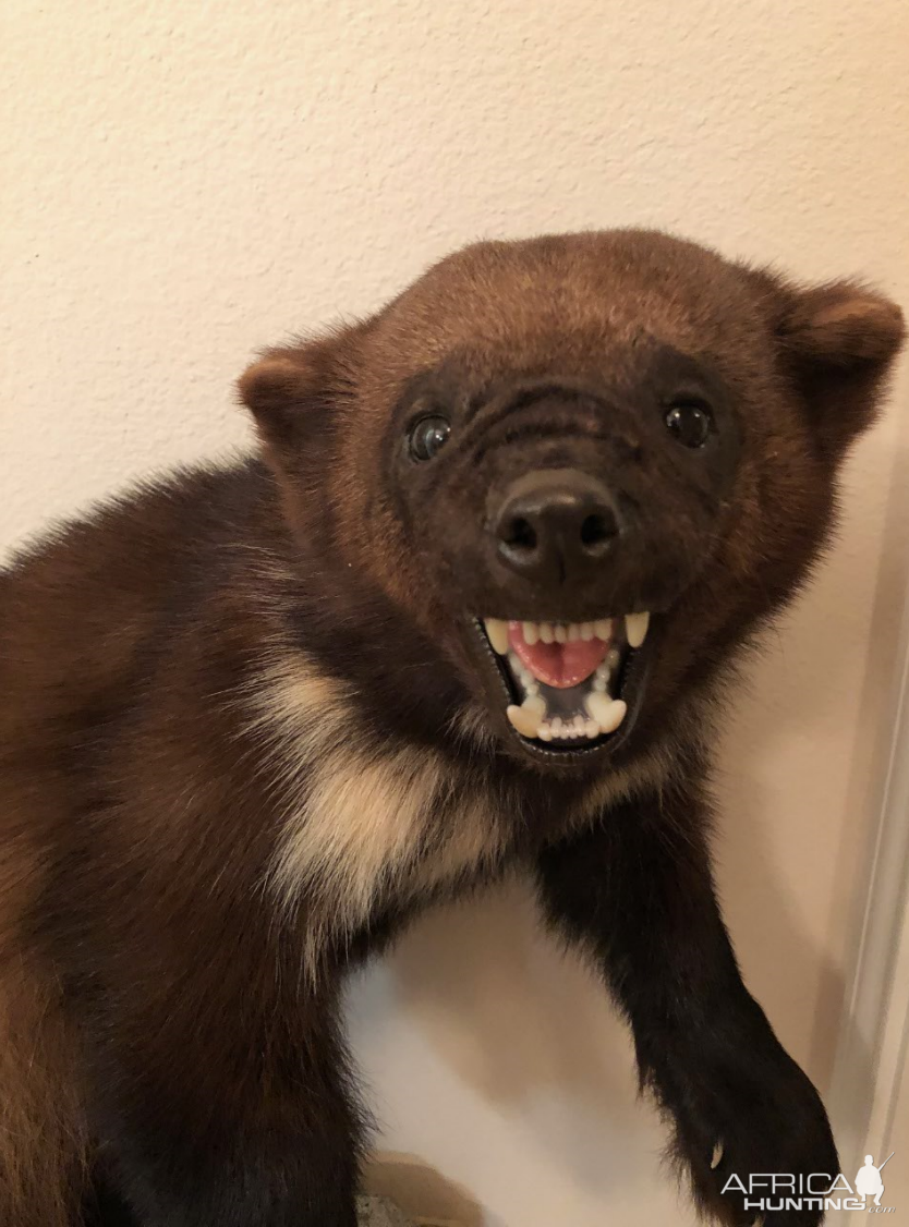 Wolverine Full Mount Taxidermy