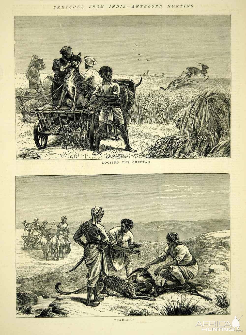 Wood Engraving Cheetah Hunting in India 1872